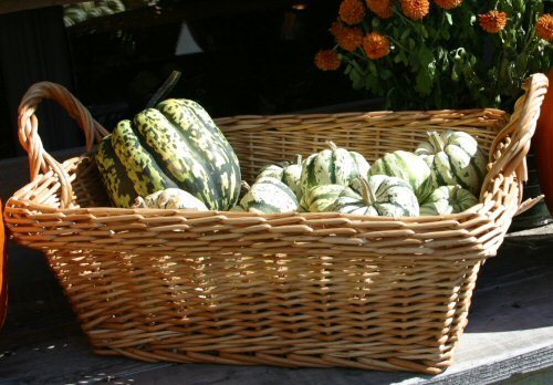 squash