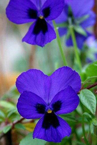 pansies, again