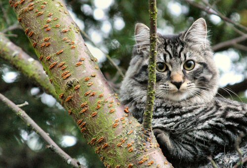 Tree-monster