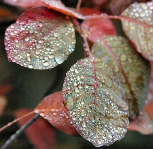 dewy leaf