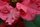 Poinsettia #1 -- more for sure