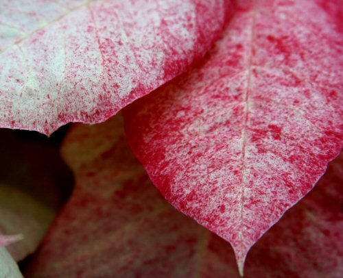 peppermint