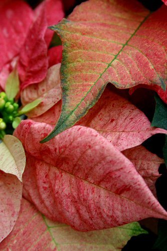 Poinsettia #2