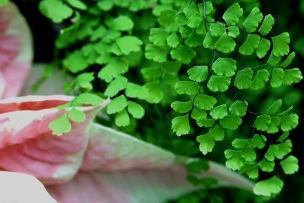 Fern