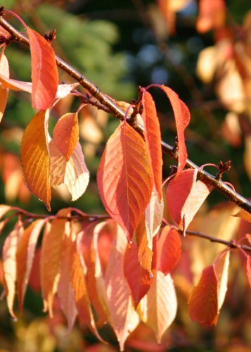 cherry leaves