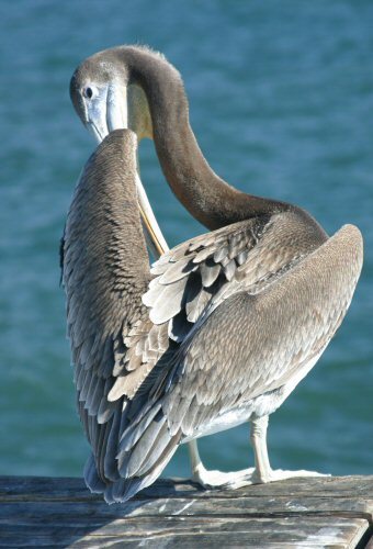 pelican