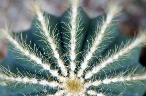 prickles