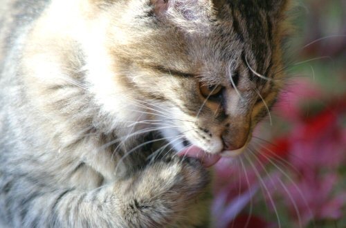 paws