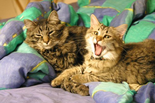good morning, sunshines!