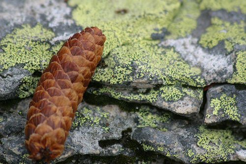 pine cone and leichen