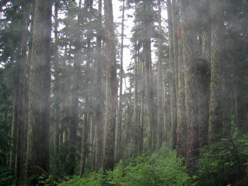 foggy