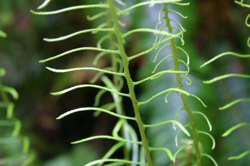 fingerling ferns
