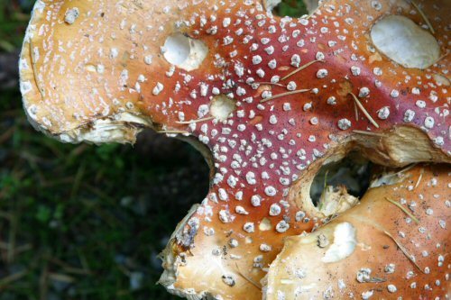 slug lunch