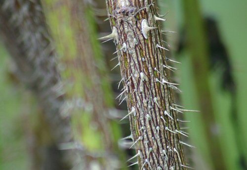spikes