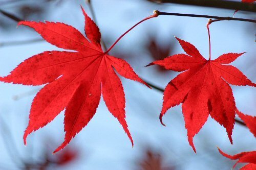 fire engine red tree