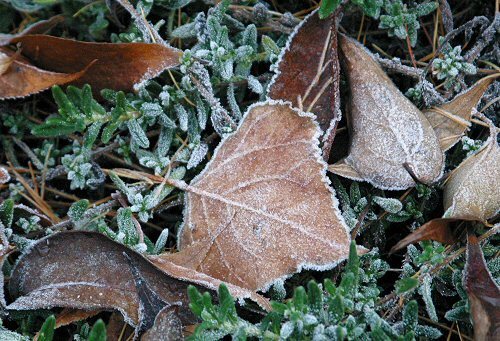 frosty leaf