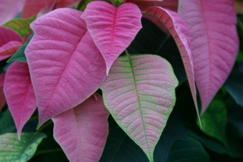 baby poinsettia leaves