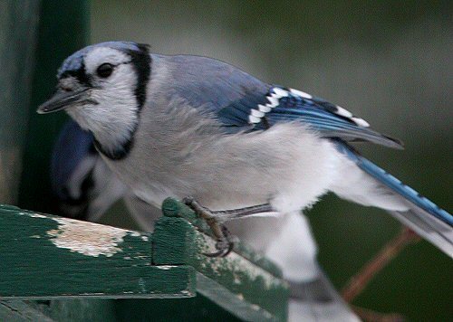 blue jay