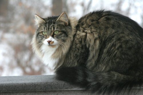 maurice