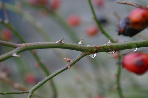 wet thorns