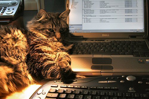 sedgwick likes email