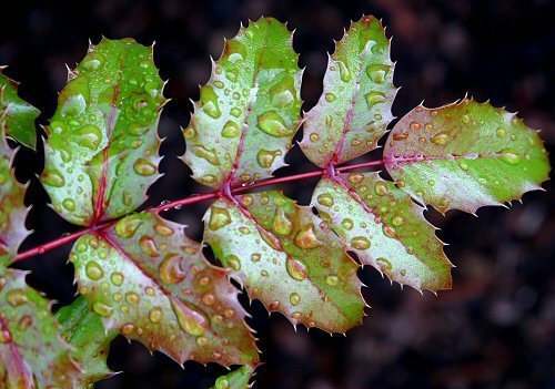 rainy holly