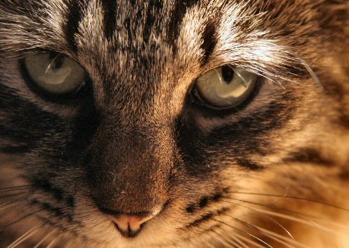 close up with a cat