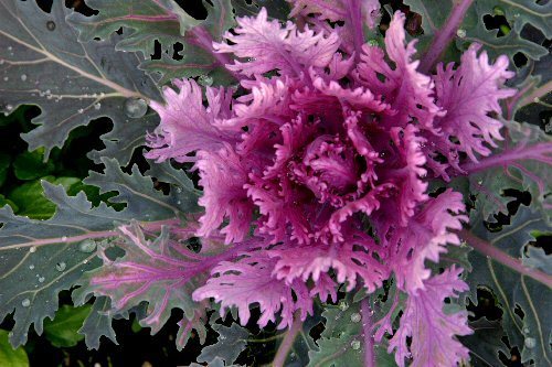 faux cabbage