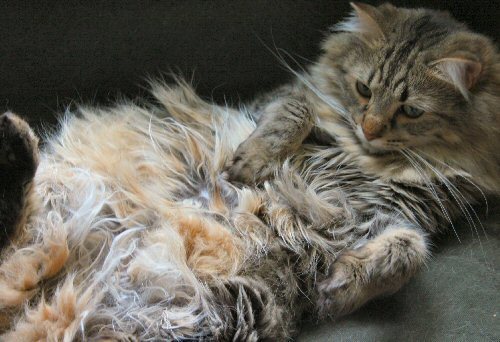 Undignified Mr. Sid