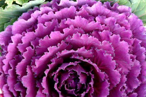 frilly purples