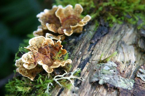 tree mushrooms