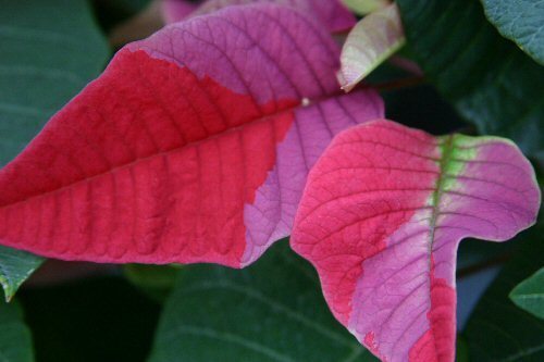 a confused poinsettia