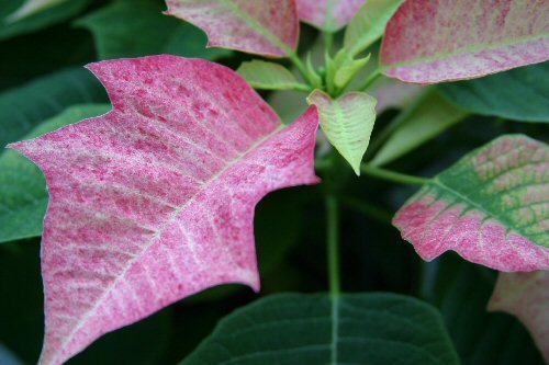pink leaf