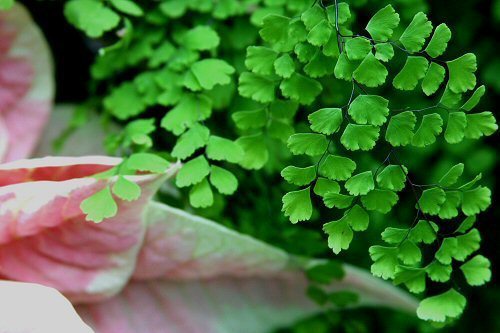 fine fern