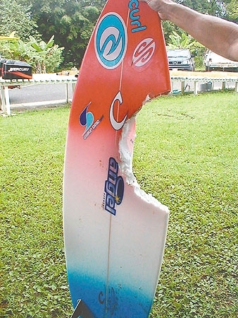 Shark_large