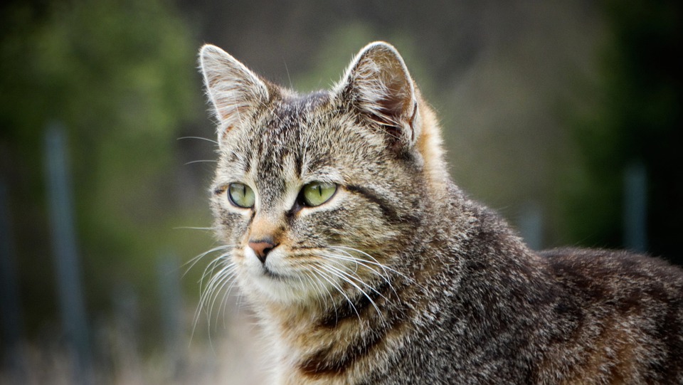 Best Where Can I Find Storm Door With Pet Door