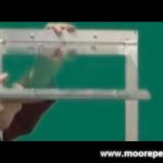 Cat Doors, Flaps, and Electronic Cat Doors – 3 Things To Consider