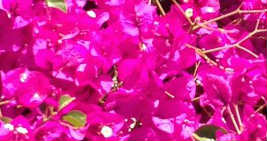 Antigua_colors_53