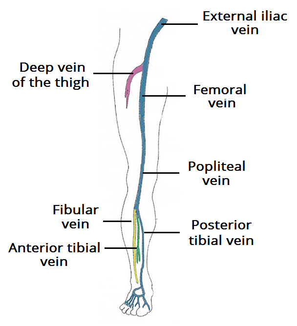 Venous Thromboembolism in Pregnancy TeachMeObGyn