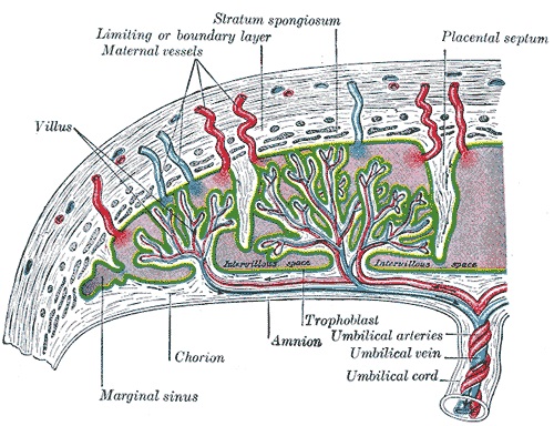 Fig 1 - The vasculature of the placenta. Uteroplacental thrombosis is a consequence of antiphospholipid syndrome.
