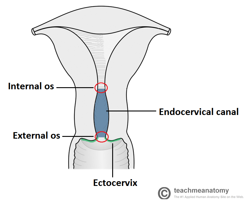 Fig 1 - The cervix can be divided into the endocervical canal and the ectocervix.