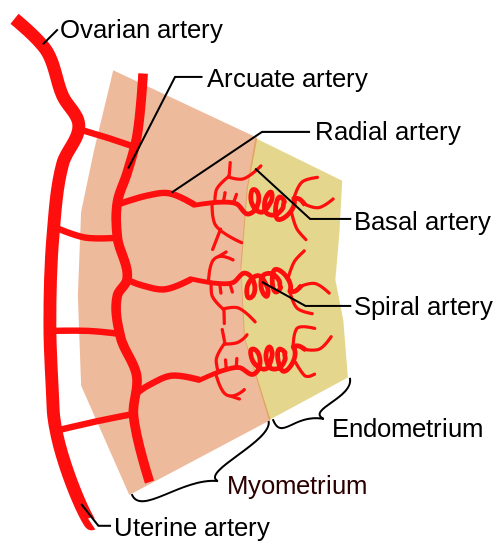 Fig 1 - Vasculature of the endometrium. The spiral arteries undergo vasospasm in response to prostaglandins.