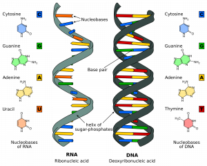DNA structure