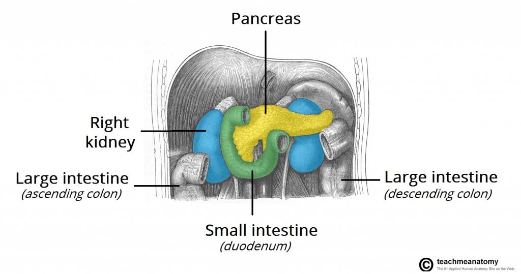 Fig 1 - Pancreatic cancer can spread directly to surrounding structures, such as the spleen, transverse colon and adrenal gland.