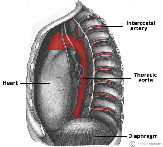 Fig 1 - Lateral view of the thoracic aorta, including the intercostal branches