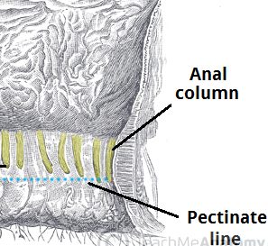 How to get anal cancer How to get anal cancer opinion. You