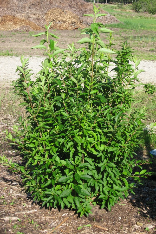 Forsythia Spring Glory