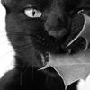Scary_cat_thumb