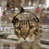 Musickitty2_thumb