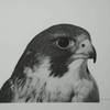 Peregrine_falcon1_thumb